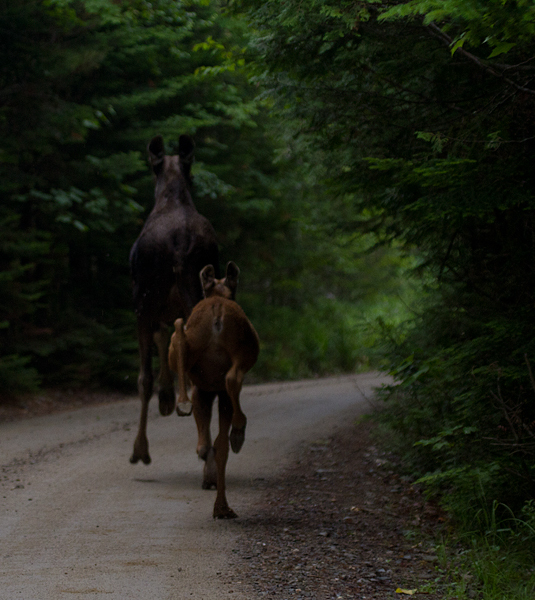 Moose in Maine (7/10/2013).