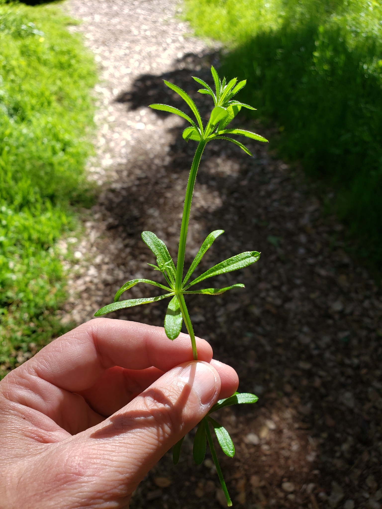 Cleavers in Monterey County, California (4/1/2020).