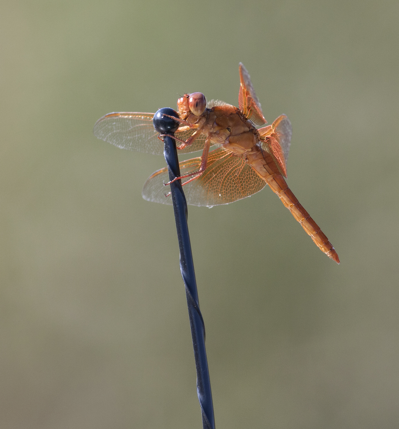 Flame Skimmer in Maricopa County, Arizona (8/2/2008).