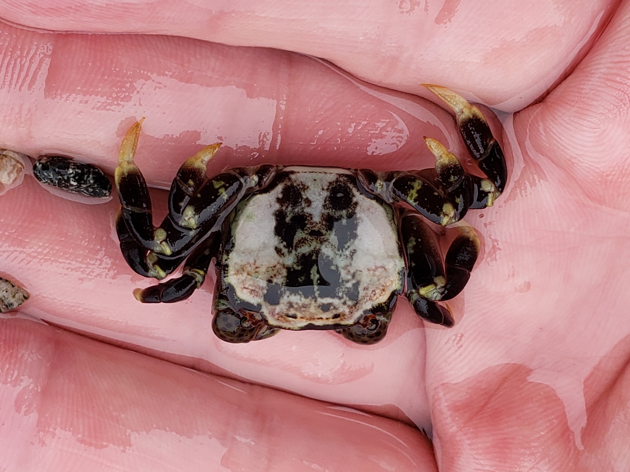 Purple Shore Crab in Monterey County, California (6/27/2020).