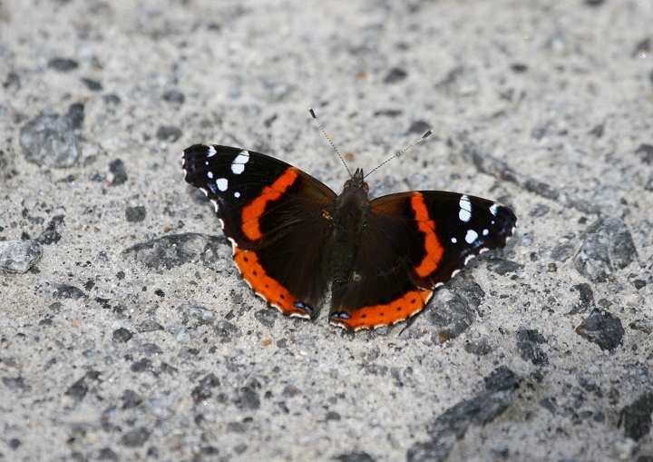 Red Admiral (Vanessa atalanta)