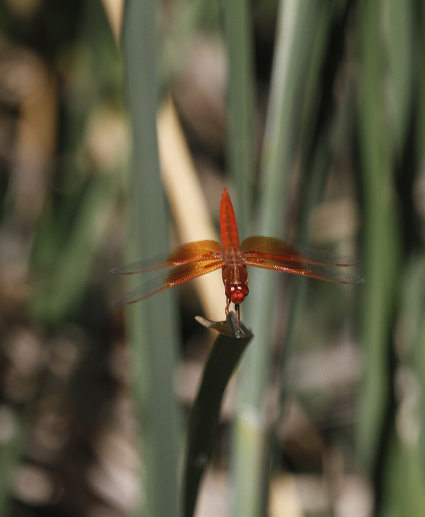 Flame Skimmer in Monterey County, California (7/18/2020).