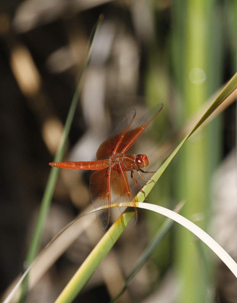Flame Skimmer in Monterey County, California (7/18/2020).