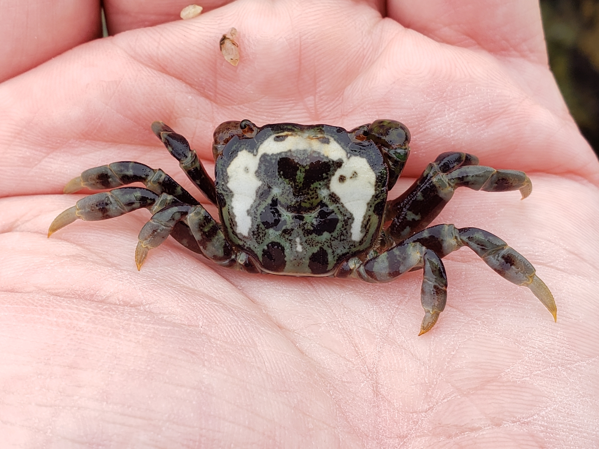 Purple Shore Crab in Monterey County, California (7/26/2020).