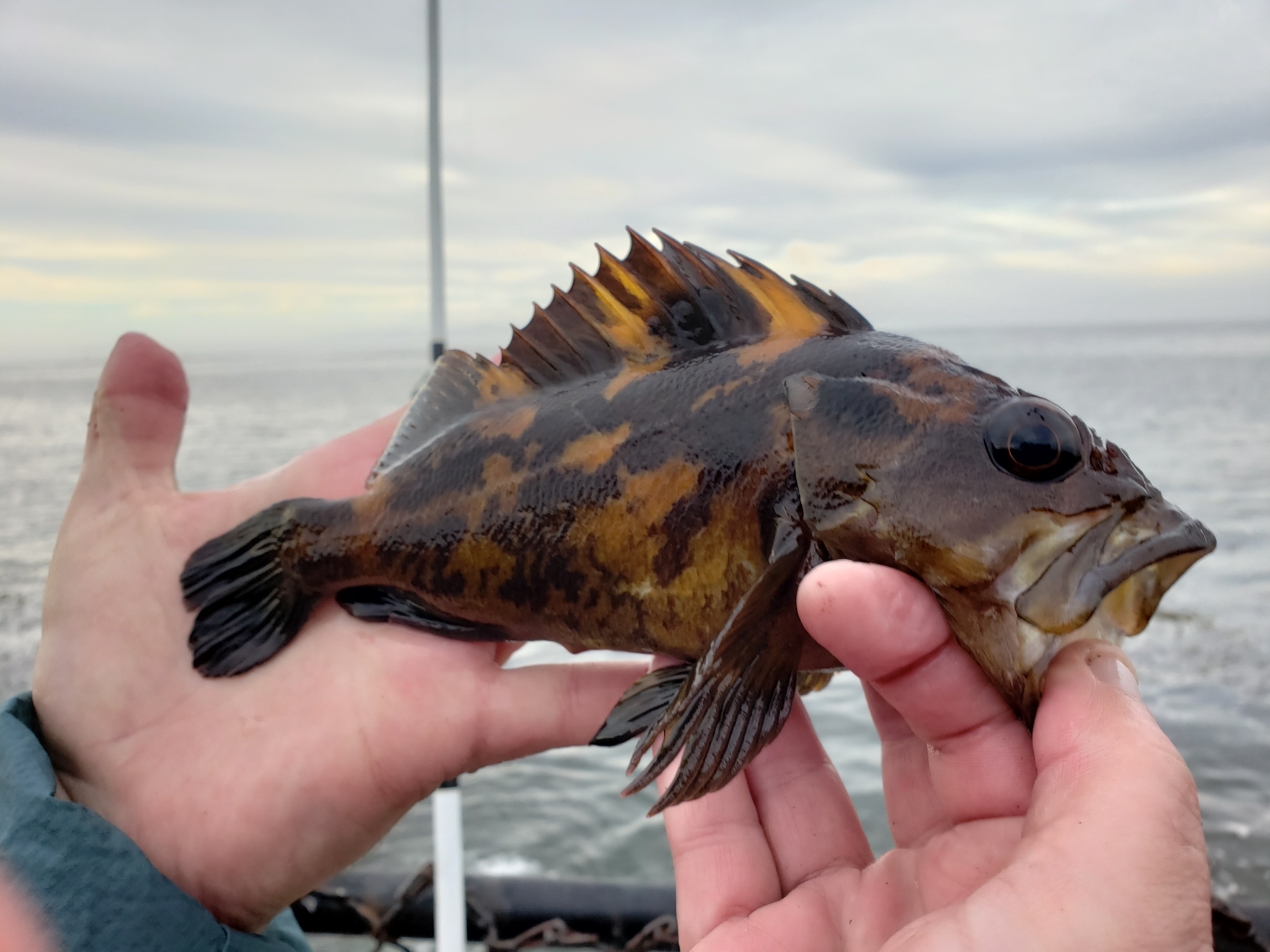 Thumbnails — Black-and-yellow Rockfish (Sebastes chrysomelas