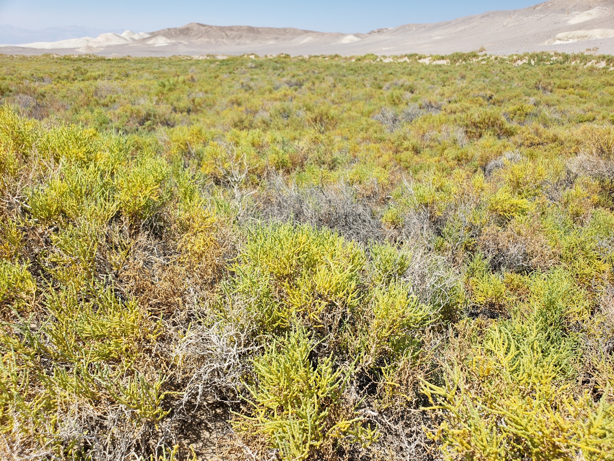 Iodinebush in Inyo County, California (8/26/2020). Genus Allenrolfea