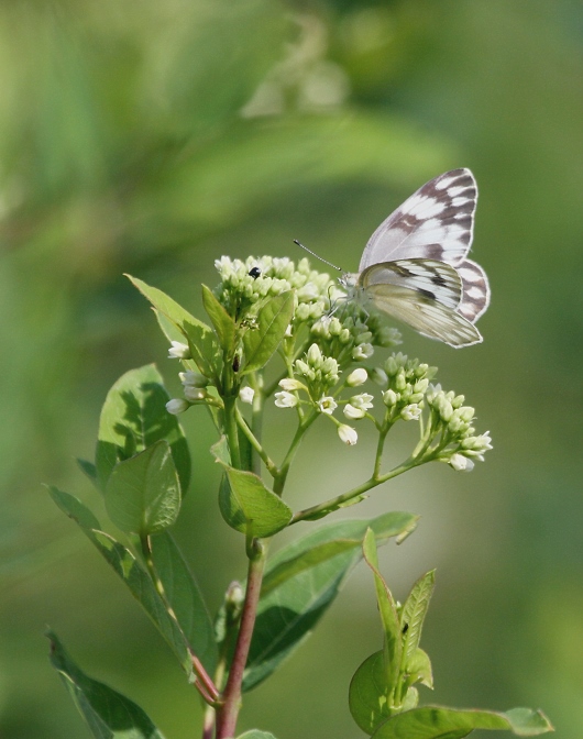 Checkered White (Pontia protodice)
