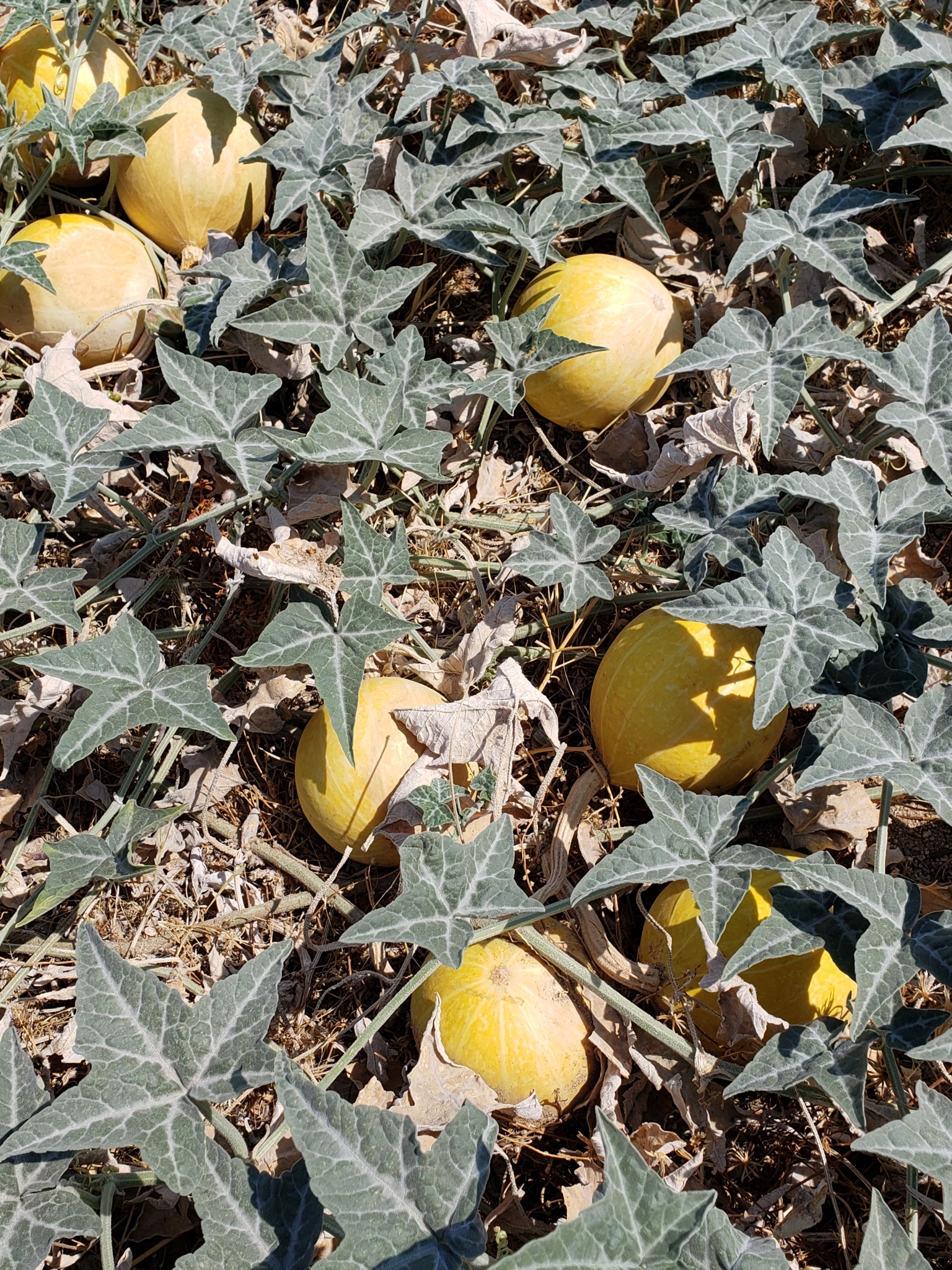 Wikipedia  Coyote Melon (Cucurbita palmata)  Bill Hubick