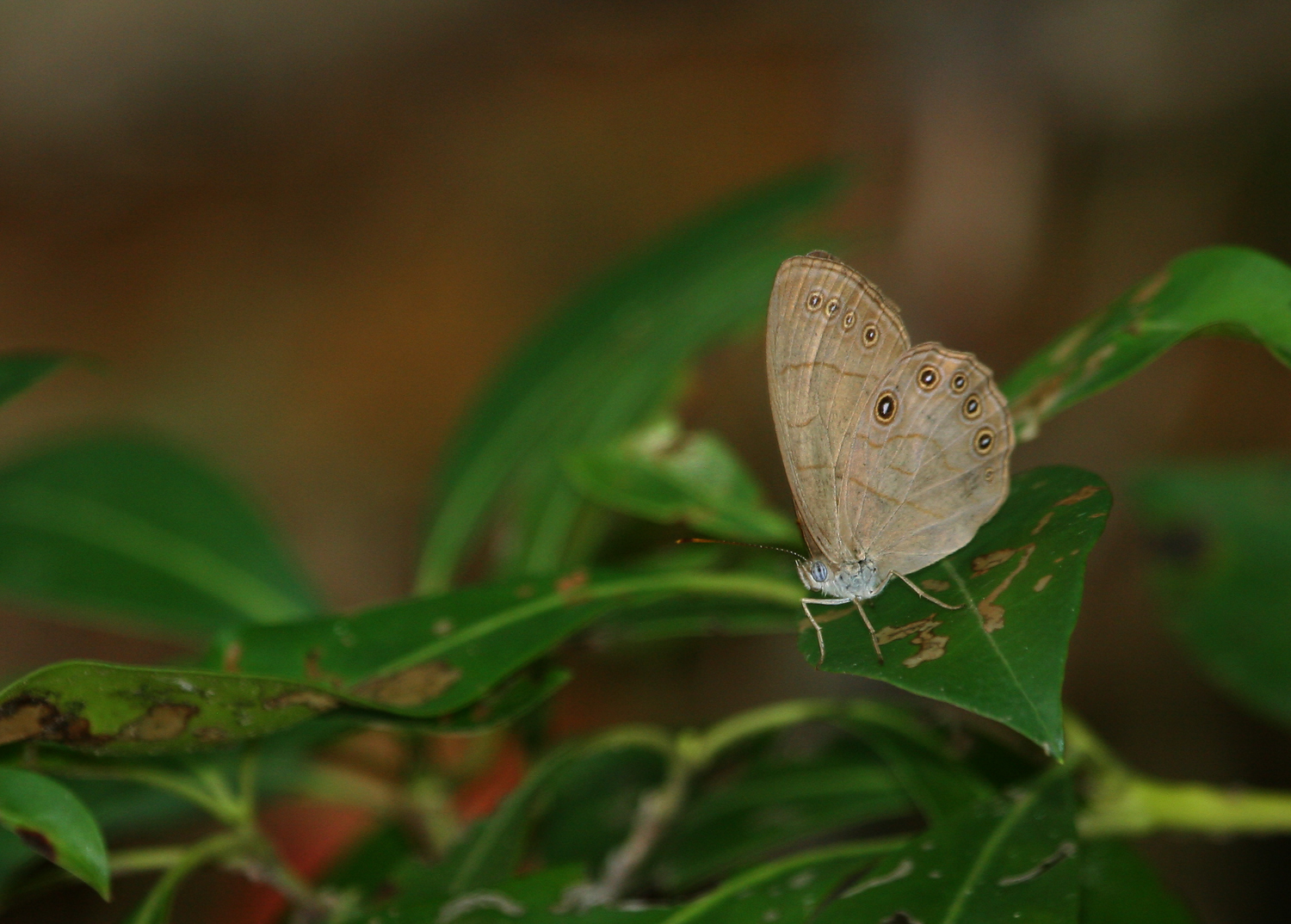 Appalachian Brown (Lethe appalachia)