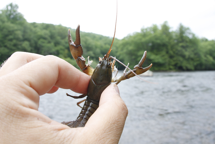 Appalachian Brook Crayfish in Garrett County, Maryland (6/14/2008).