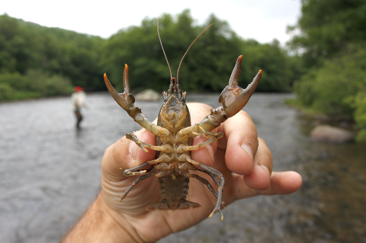 Appalachian Brook Crayfish in Garrett County, Maryland (6/14/2008).