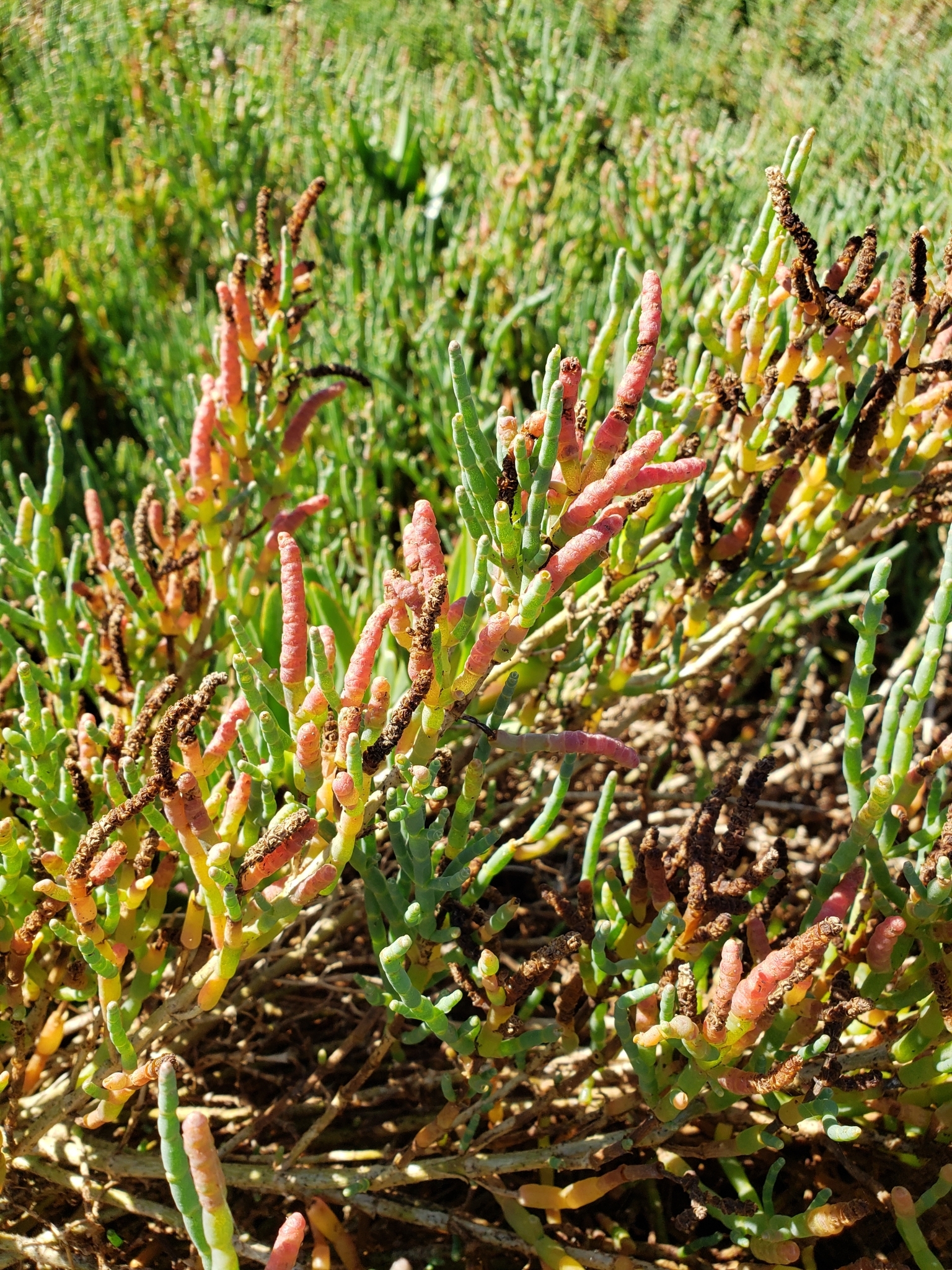 Genus Salicornia in Monterey County, California (10/11/2020). Genus Salicornia