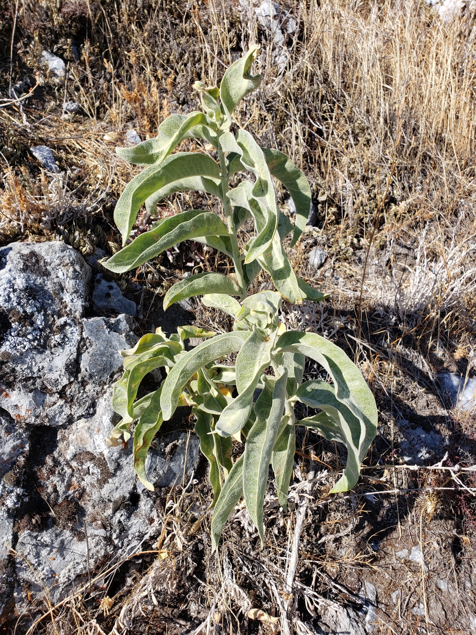Woollypod Milkweed in Monterey County, California (10/17/2020).