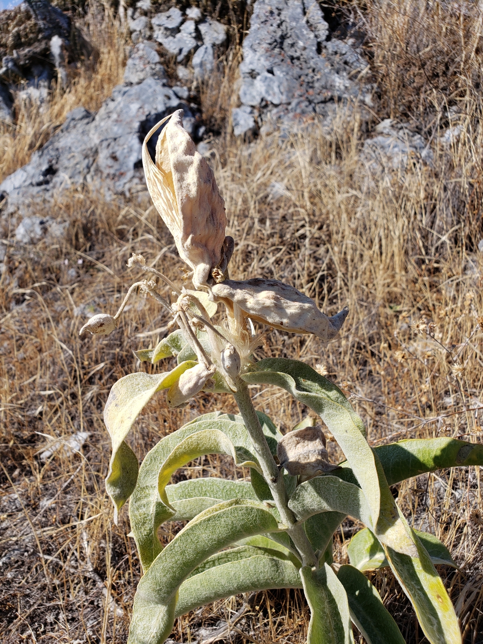 Woollypod Milkweed in Monterey County, California (10/17/2020).