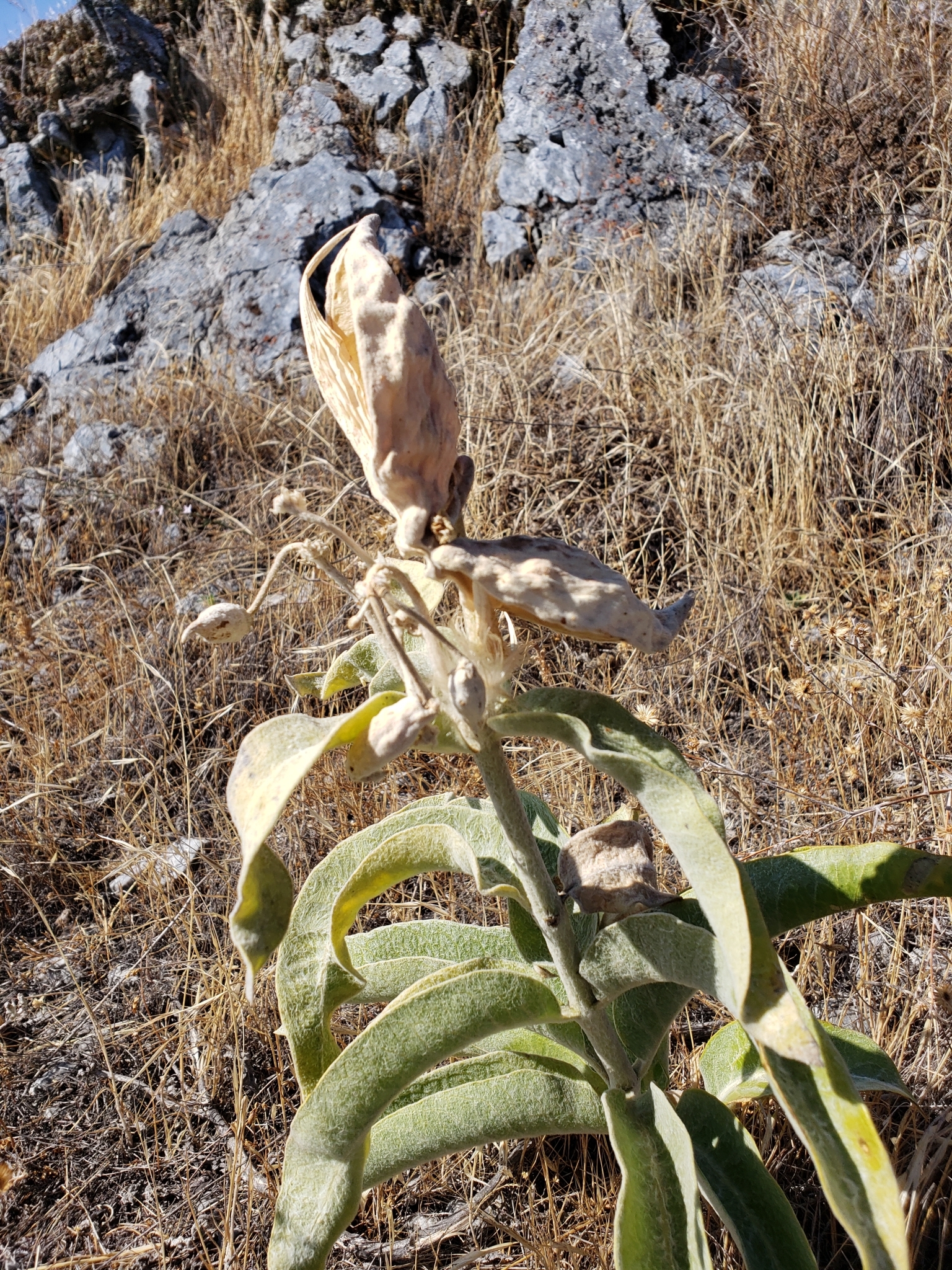 Woollypod Milkweed in Monterey County, California (10/17/2020).