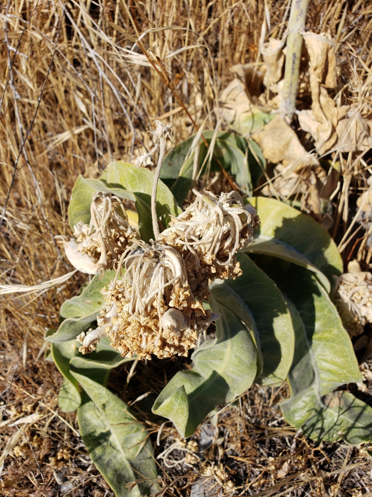Woollypod Milkweed in Monterey County, California (10/17/2020).