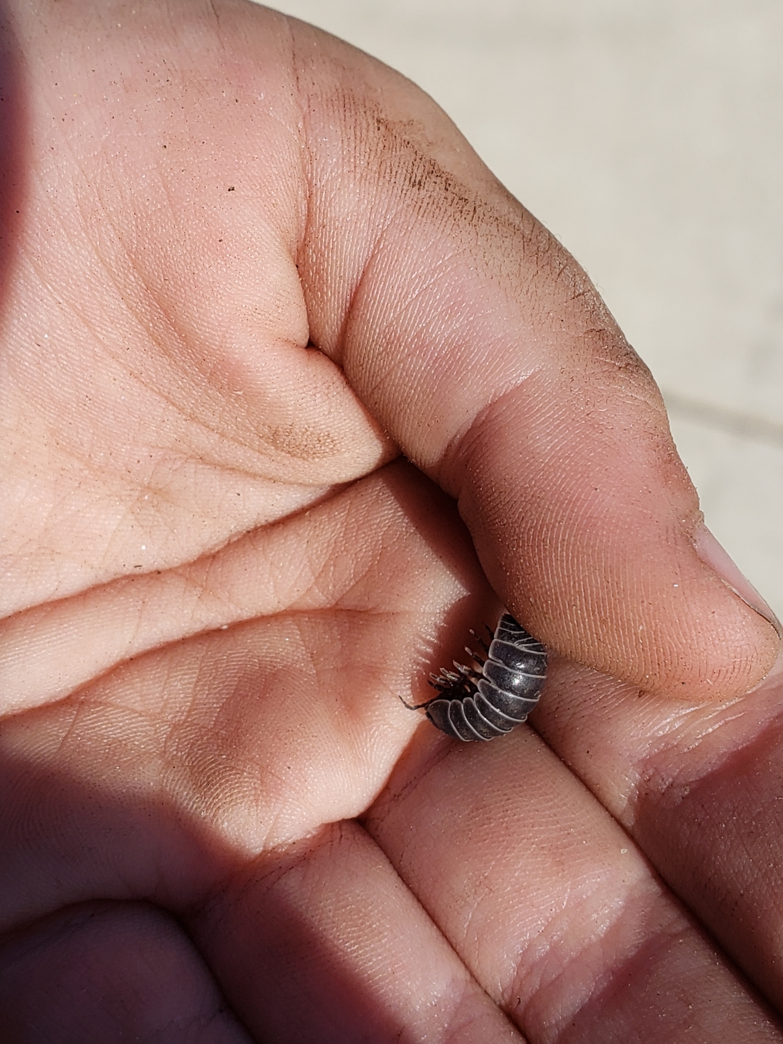 Common Pill Bug in San Benito County, California (10/17/2020).