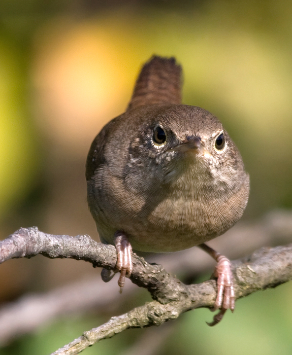 House Wren in Washington County, Maryland (10/3/2009). Northern House Wren (Troglodytes aedon)