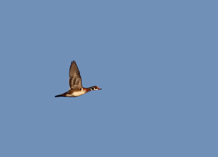 A migrant male Wood Duck flies past the Ocean City Inlet in Worcester County, Maryland (11/29/2009).