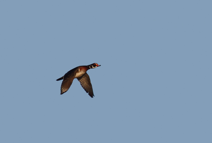 A migrant male Wood Duck flies past the Ocean City Inlet in Worcester County, Maryland (11/29/2009).