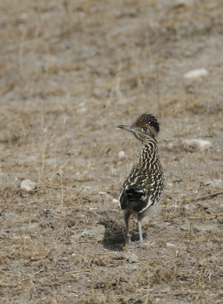 Greater Roadrunner in Monterey County, California (11/21/2020).