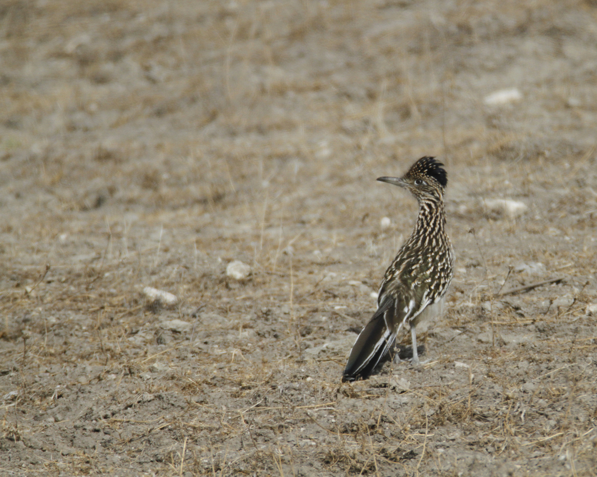 Greater Roadrunner in Monterey County, California (11/21/2020).