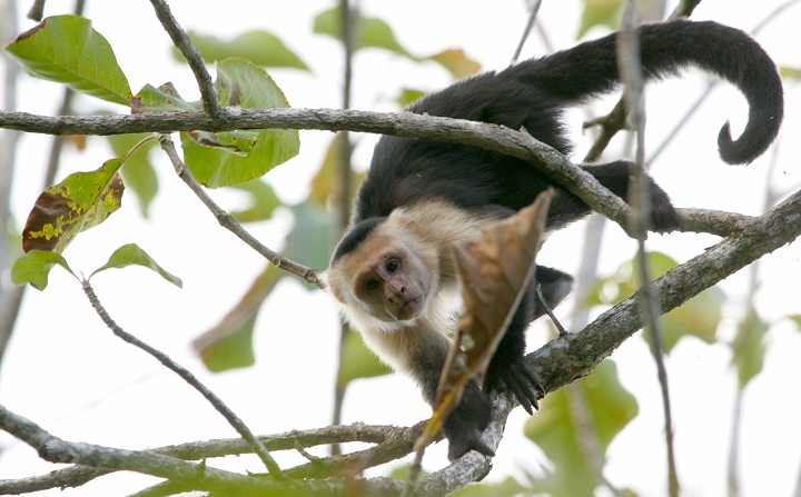 A White-throated Capuchin on the Osa Peninsula, Costa Rica (3/22/2007).
