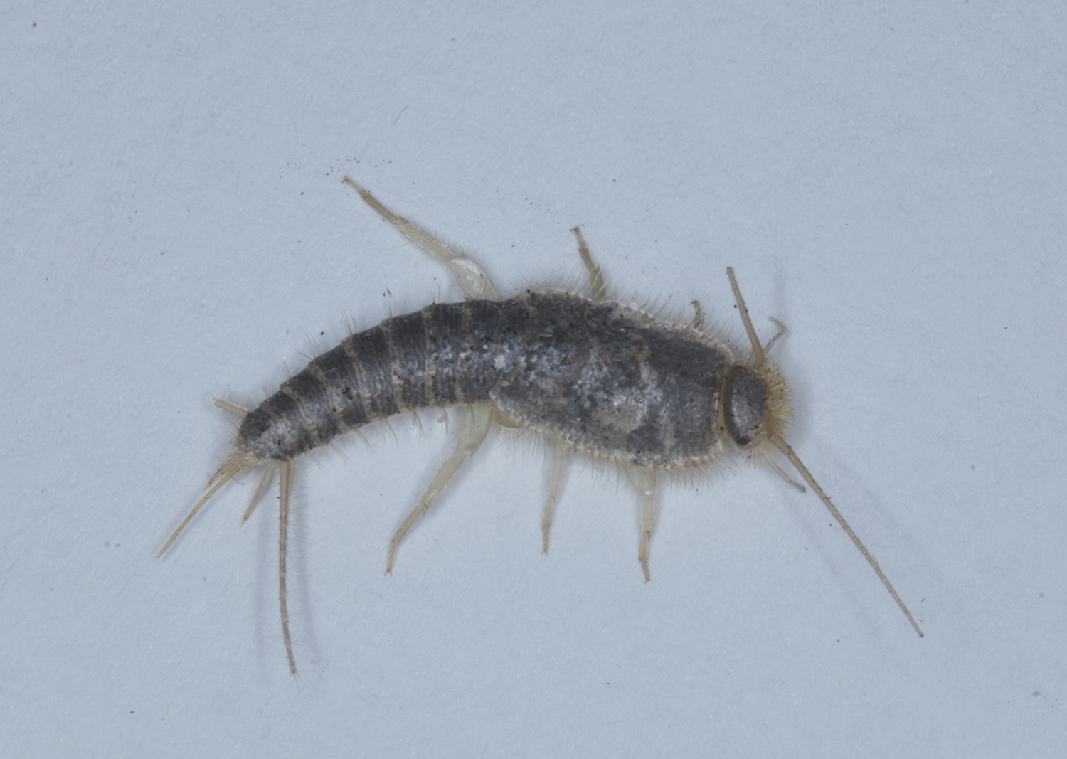 Wikipedia — Long-tailed Silverfish (Ctenolepisma longicaudatum) · Bill ...