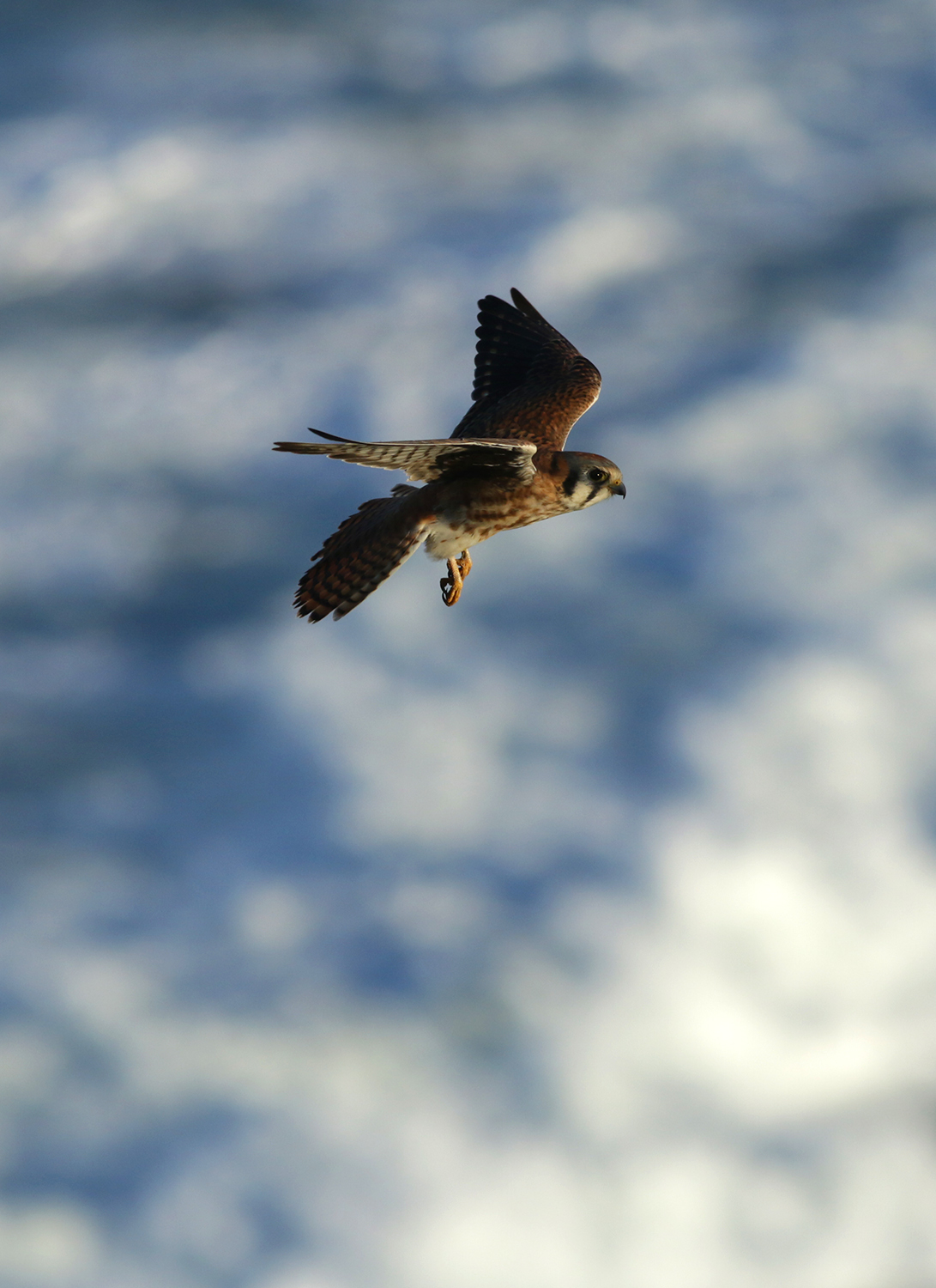 American Kestrel in Monterey County, California (12/20/2020).