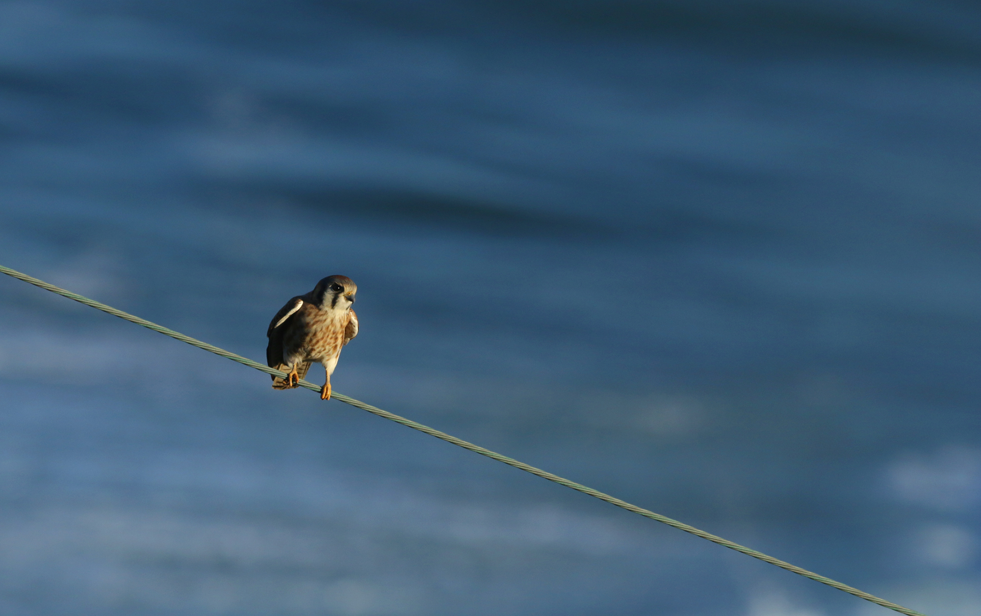 American Kestrel in Monterey County, California (12/20/2020).