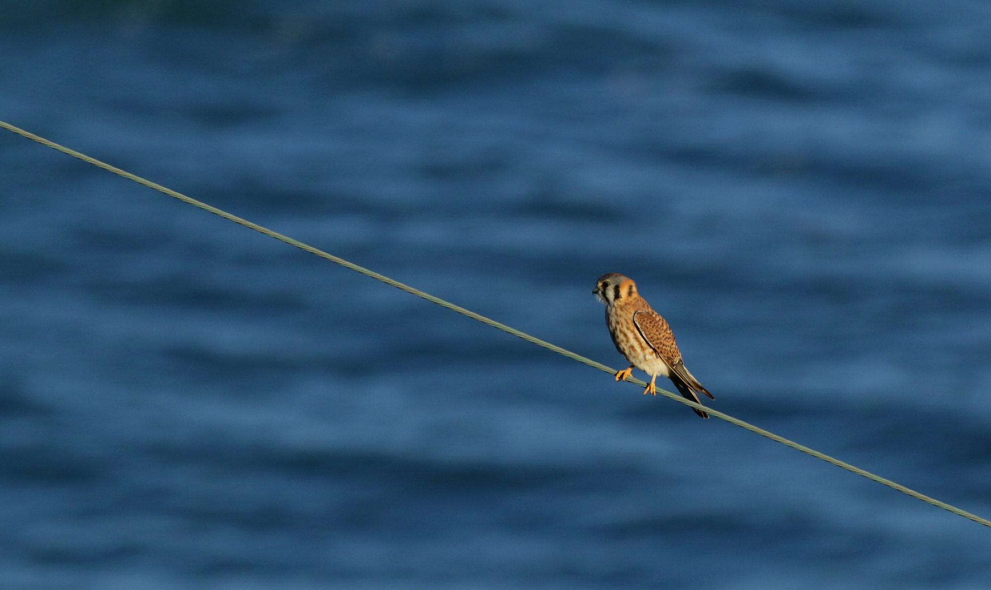 American Kestrel in Monterey County, California (12/20/2020).