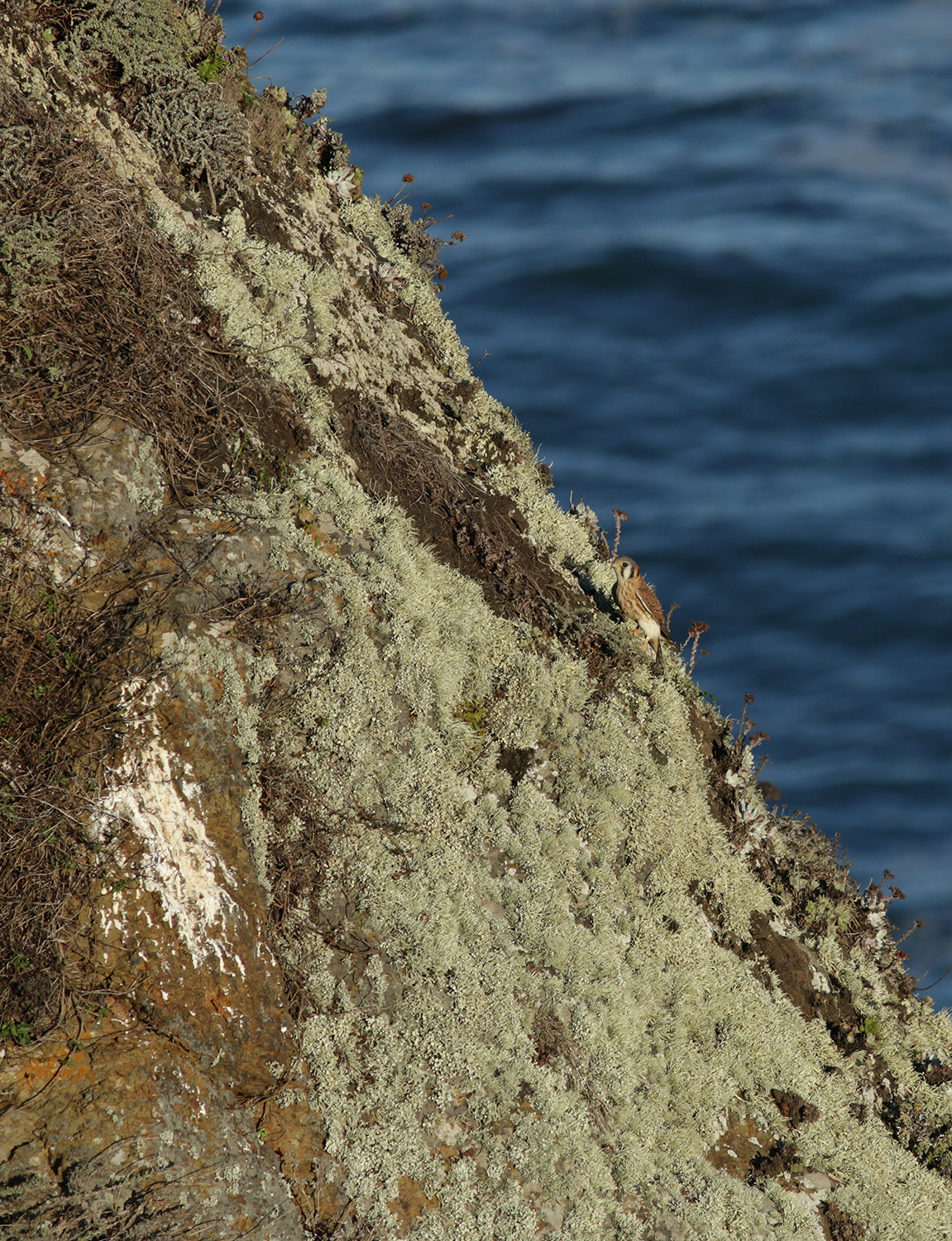 American Kestrel in Monterey County, California (12/20/2020).