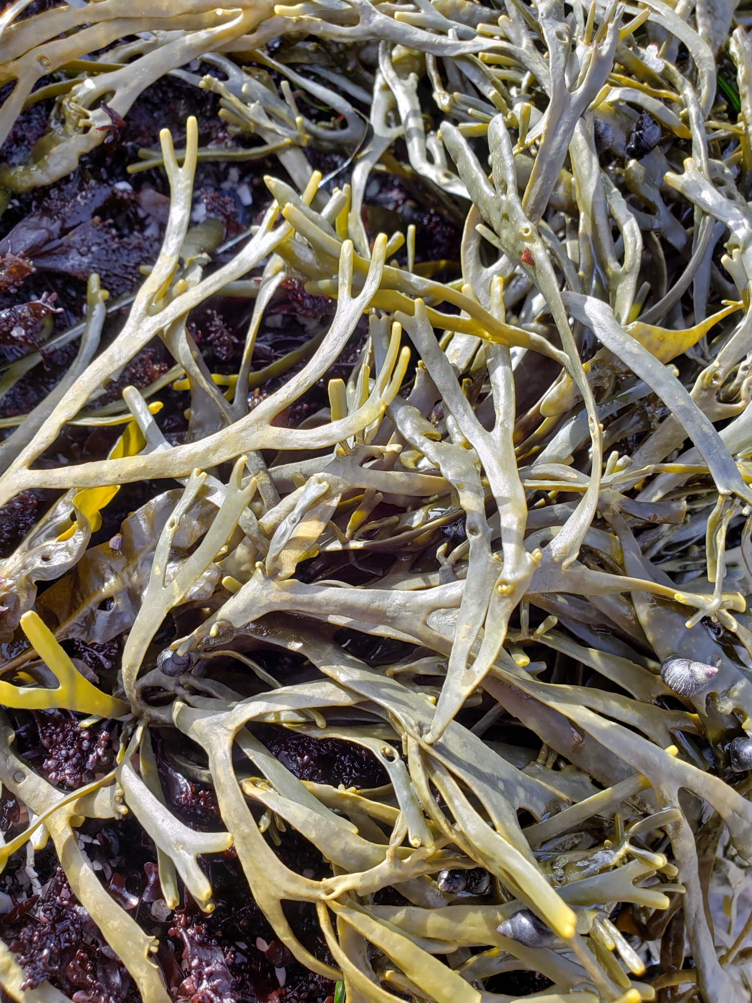 Golden Rockweed in Monterey County, California (1/12/2021).
