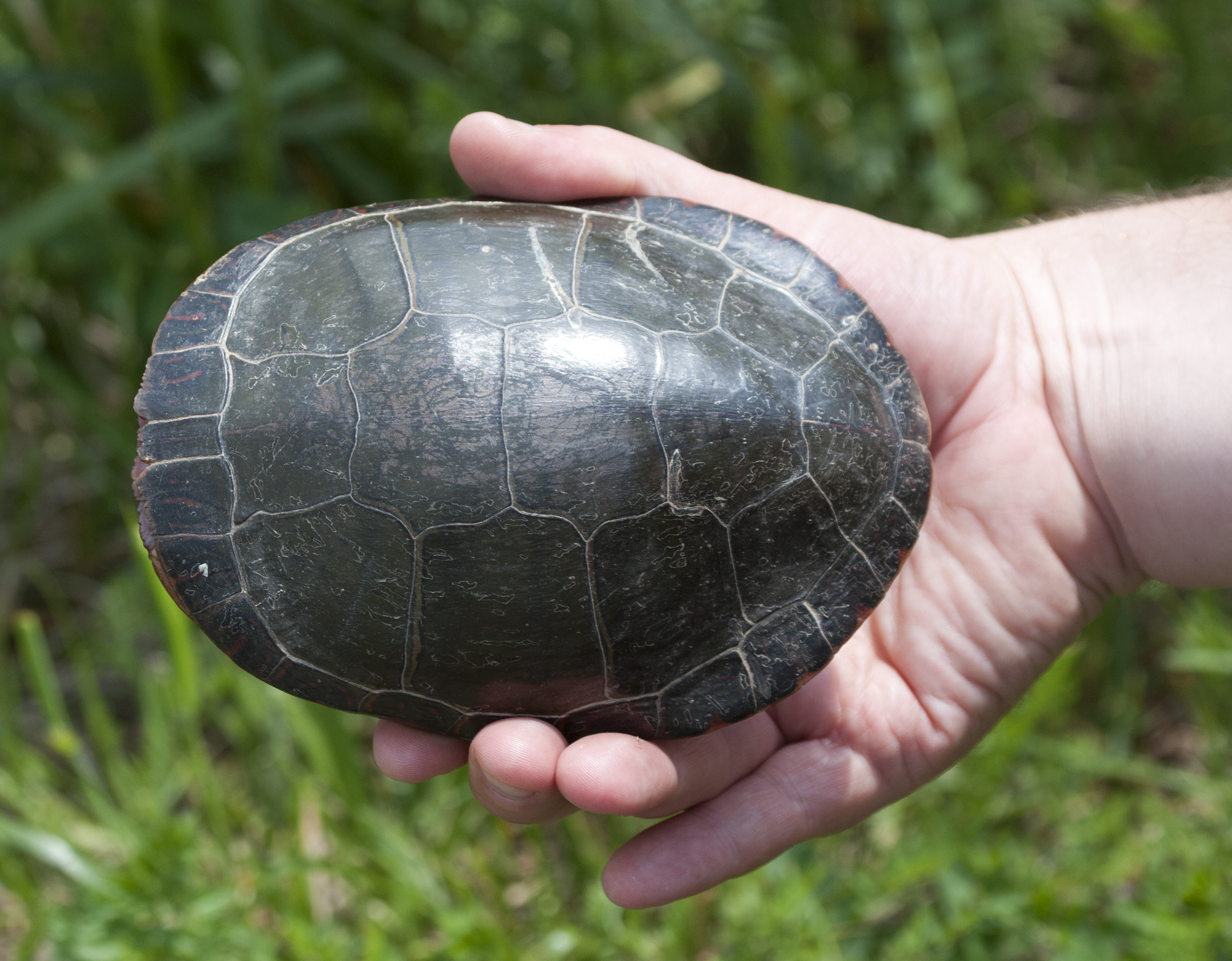 Thumbnails  Midland Painted Turtle (Chrysemys picta marginata)  Bill  Hubick