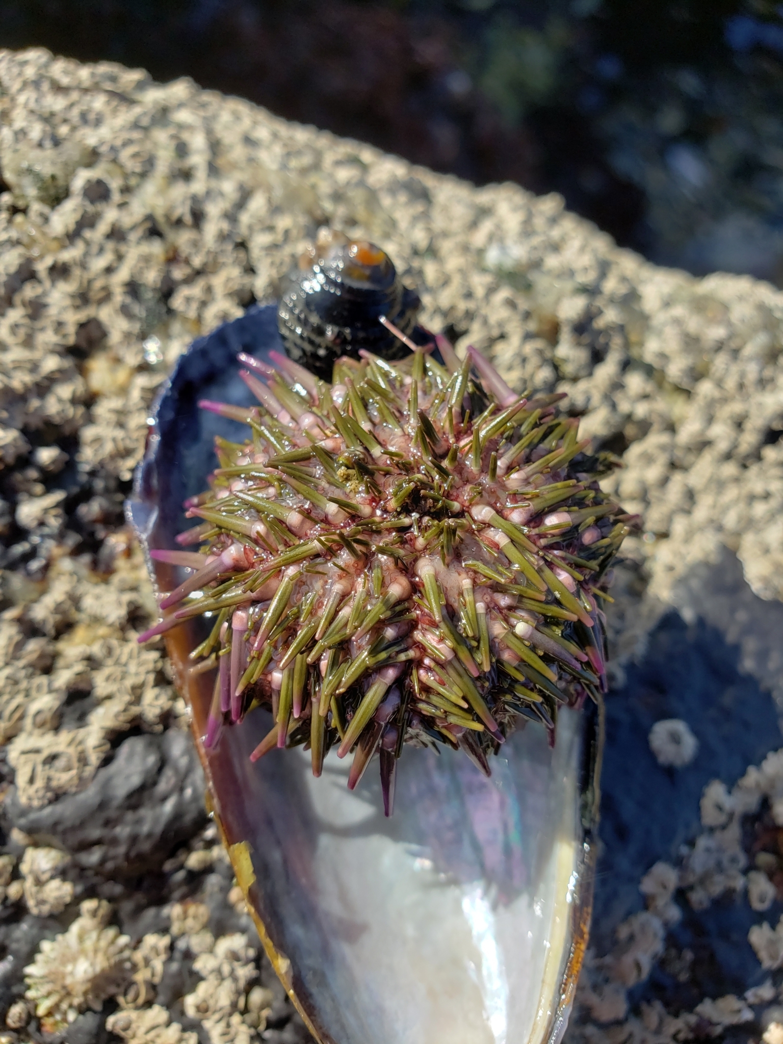 Pacific Purple Sea Urchin (Strongylocentrotus purpuratus)