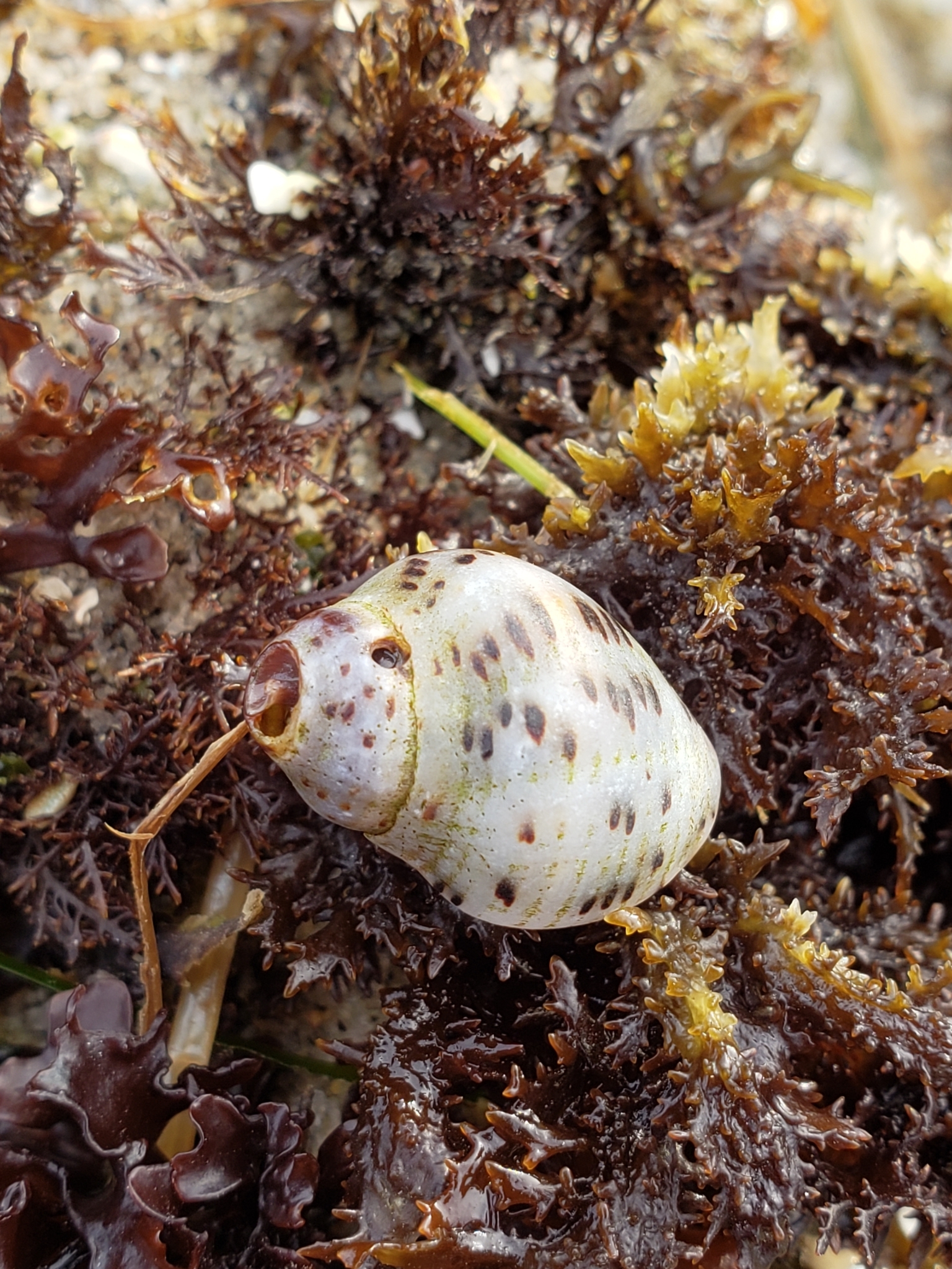Family Muricidae in Monterey County, California (2/9/2021).