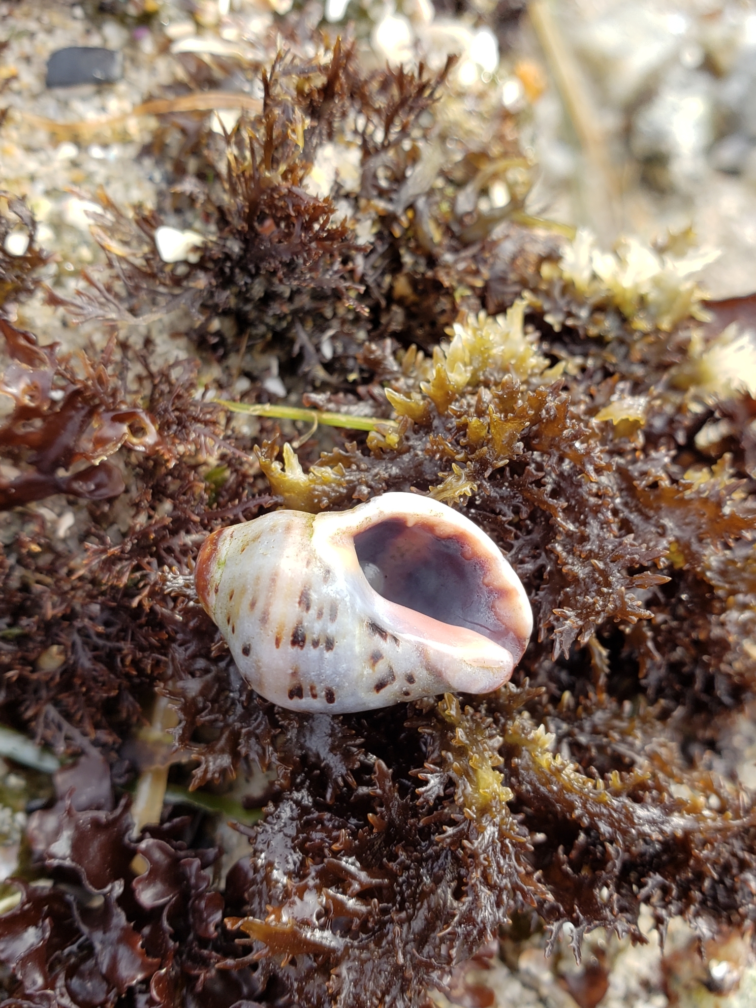 Family Muricidae in Monterey County, California (2/9/2021).