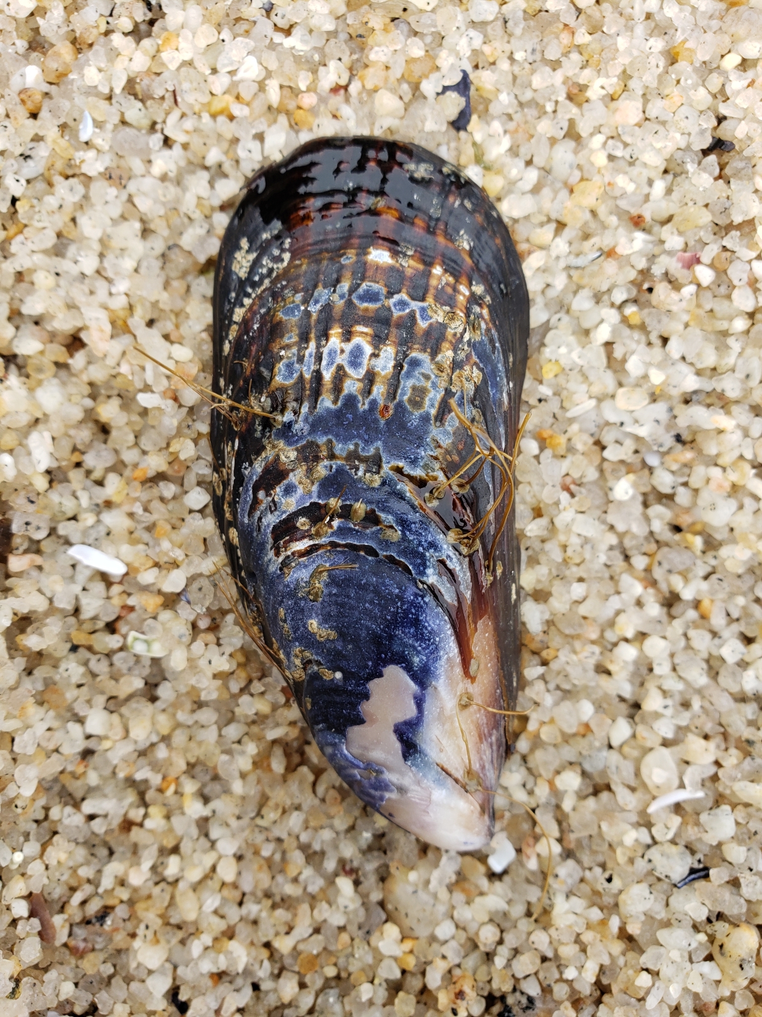 California Mussel in Monterey County, California (2/19/2021).