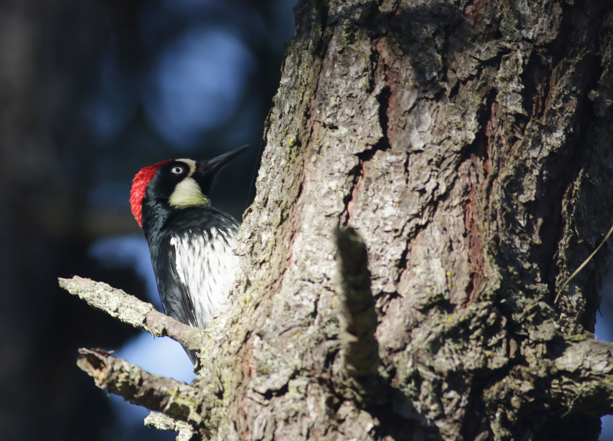 Acorn Woodpecker in Monterey County, California (2/21/2021).