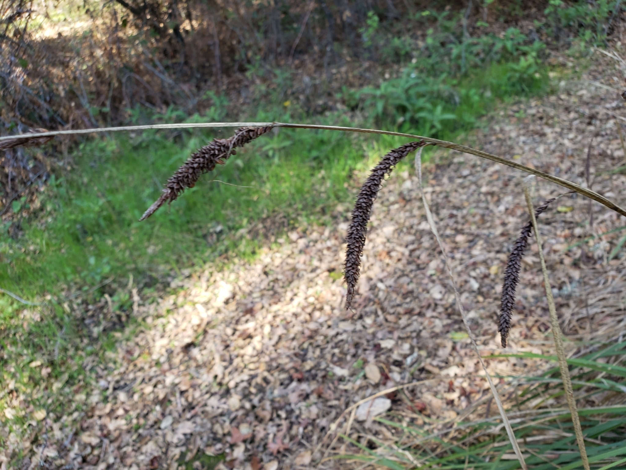 Genus Carex