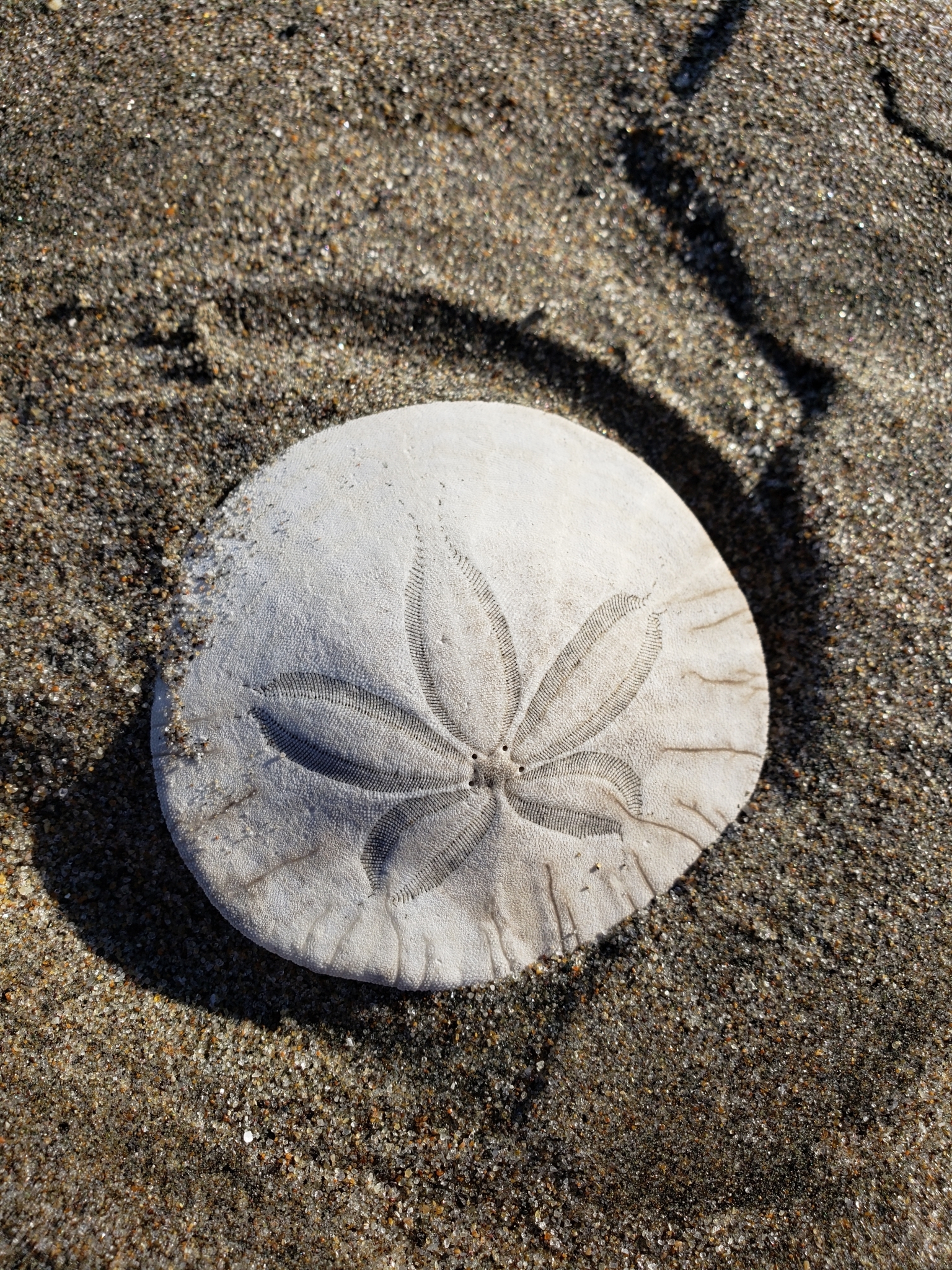 BioFiles — Eccentric Sand Dollar (Dendraster excentricus)