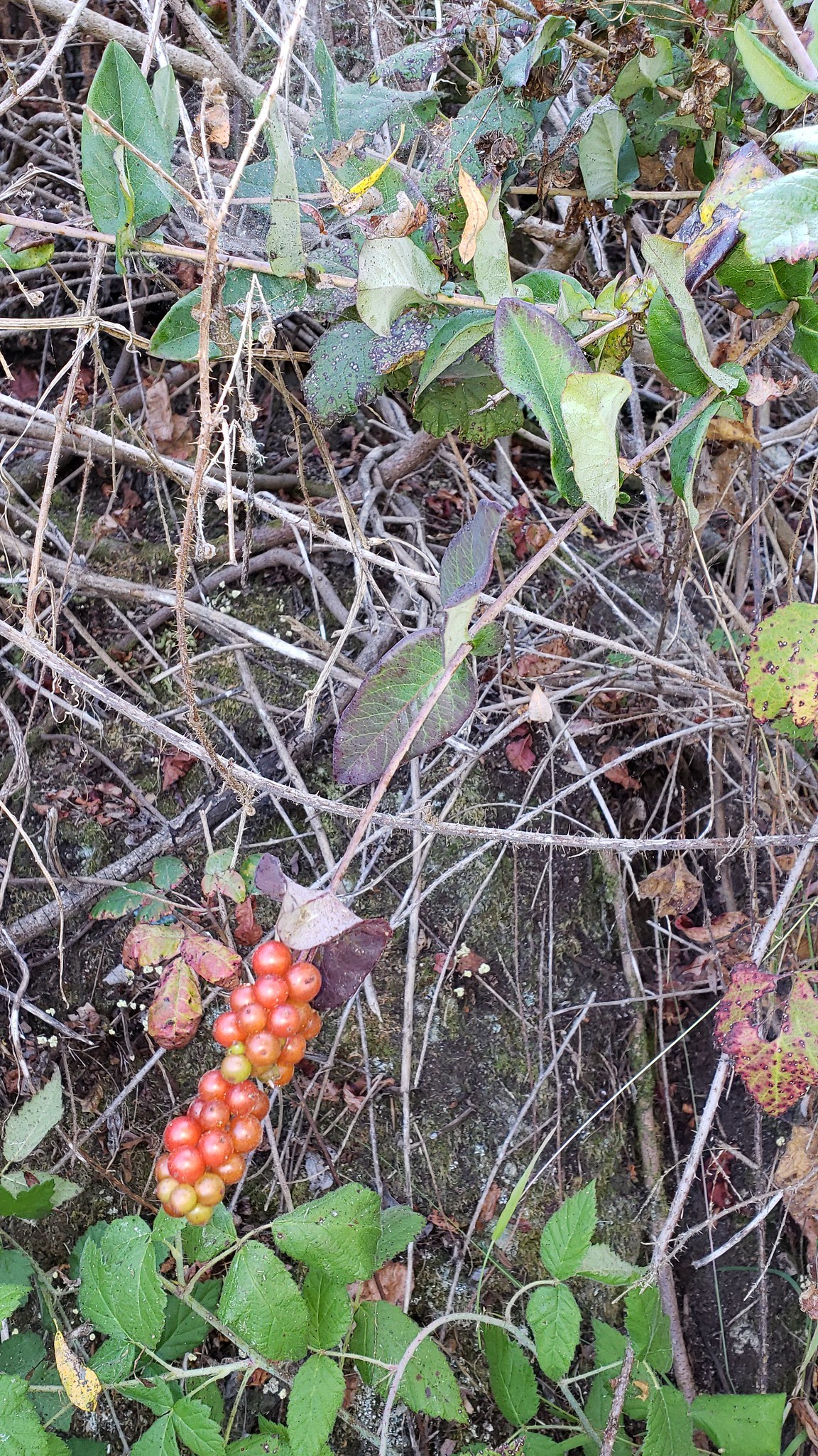 Pink Honeysuckle in Monterey County, California (8/30/2019).