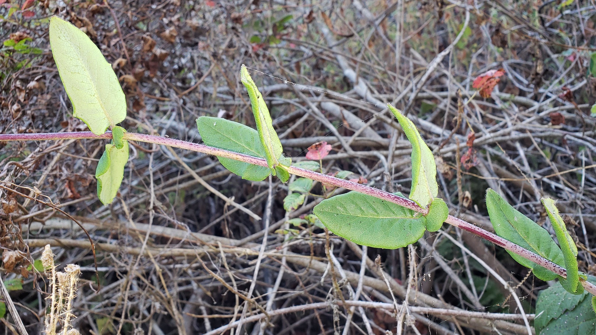 Pink Honeysuckle in Monterey County, California (8/30/2019).