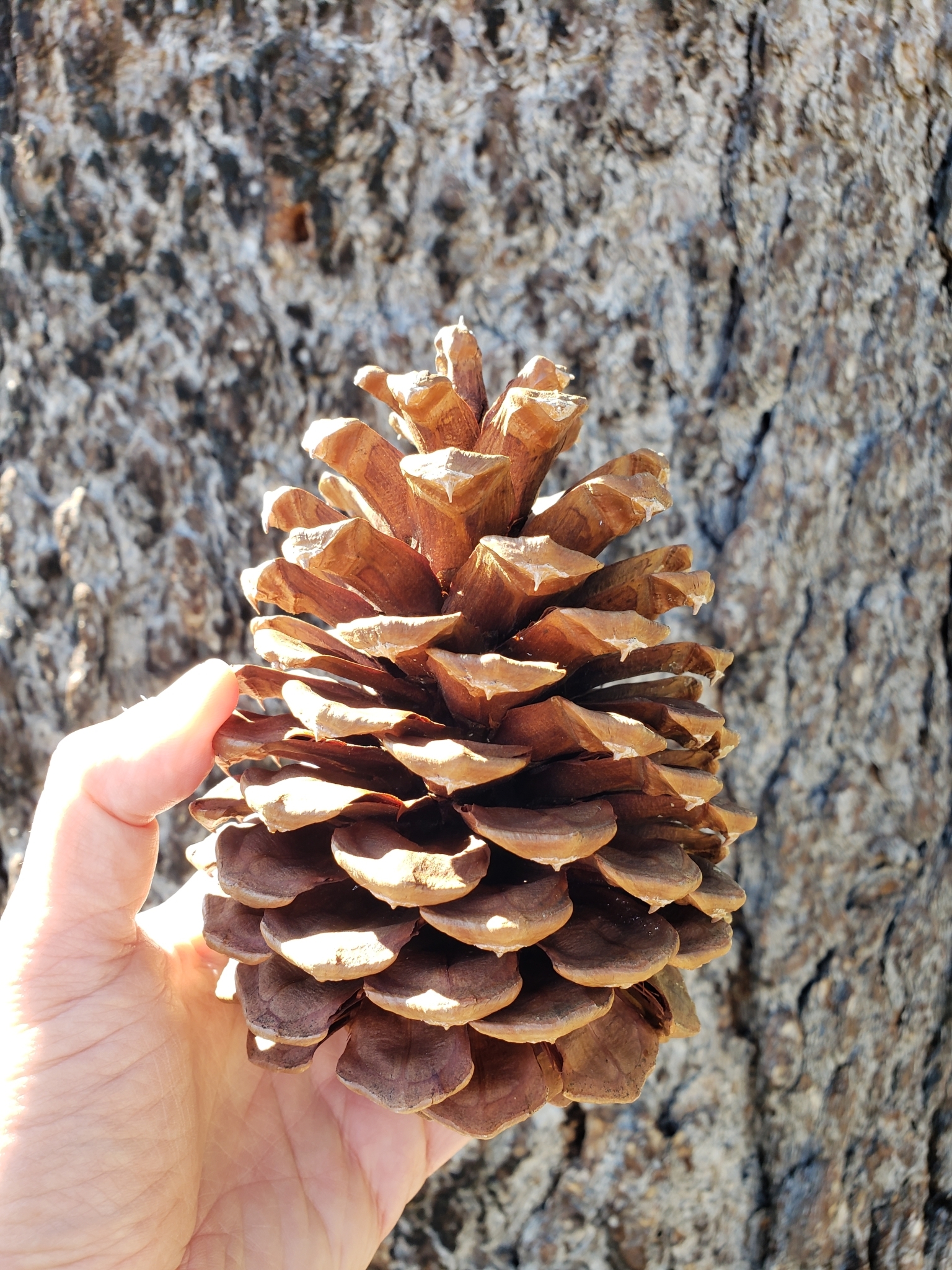 Genus<em> Pinus</em> in Monterey County, California (5/1/2021).