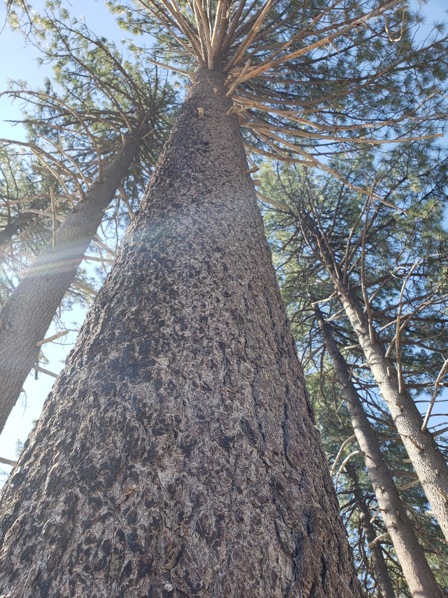 Genus<em> Pinus</em> in Monterey County, California (5/1/2021).