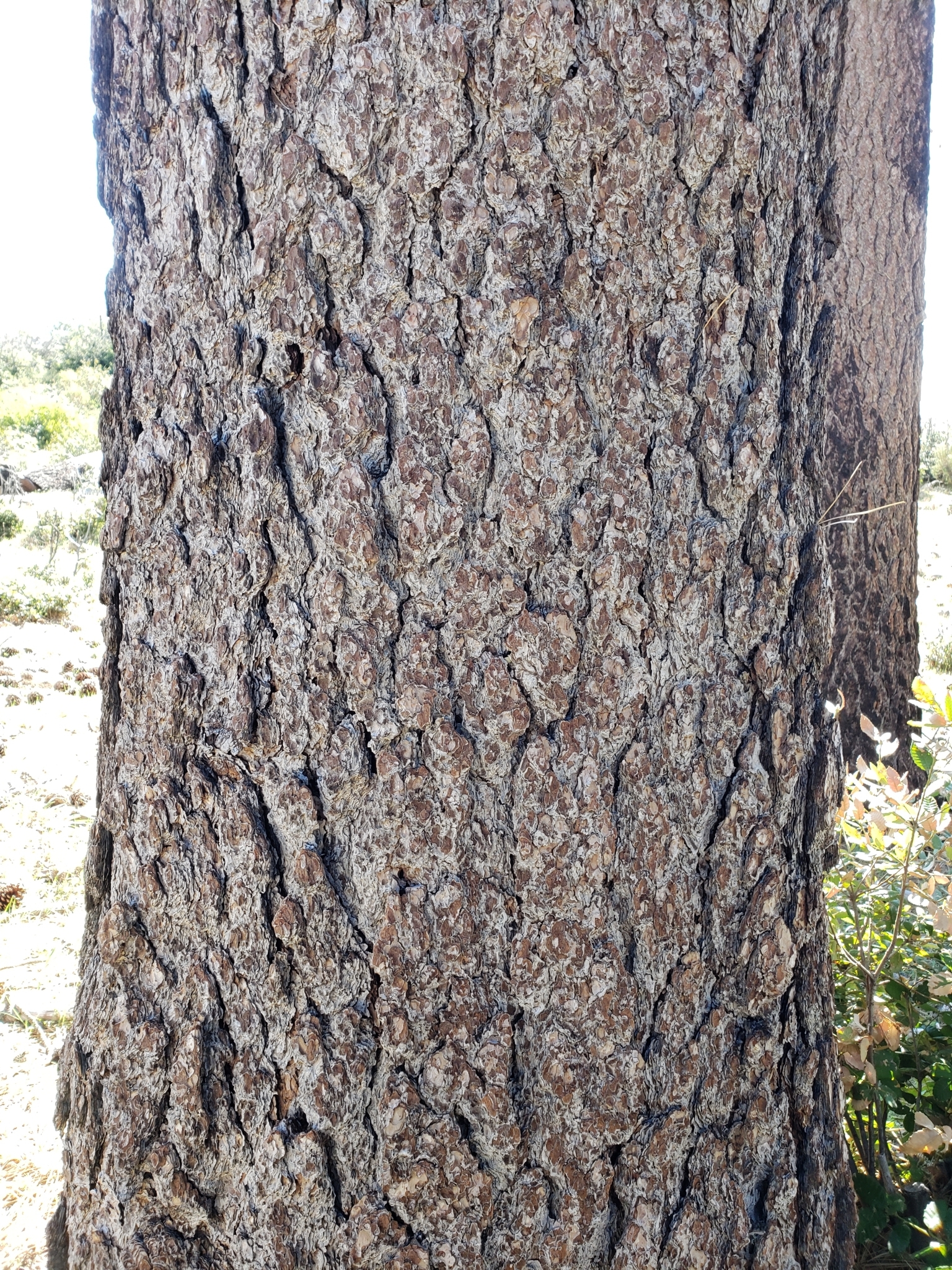 Genus<em> Pinus</em> in Monterey County, California (5/1/2021).