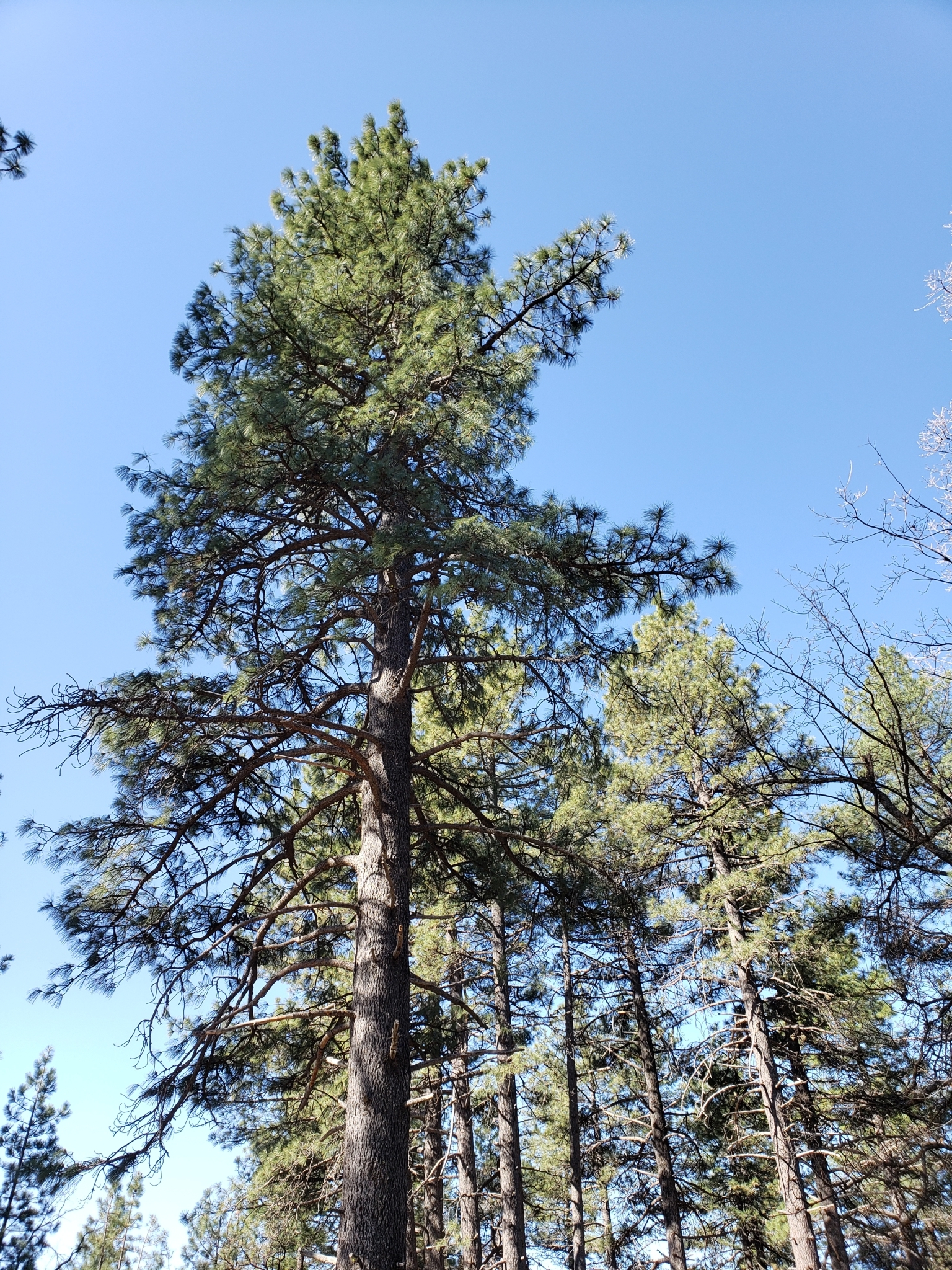 Genus<em> Pinus</em> in Monterey County, California (5/1/2021).