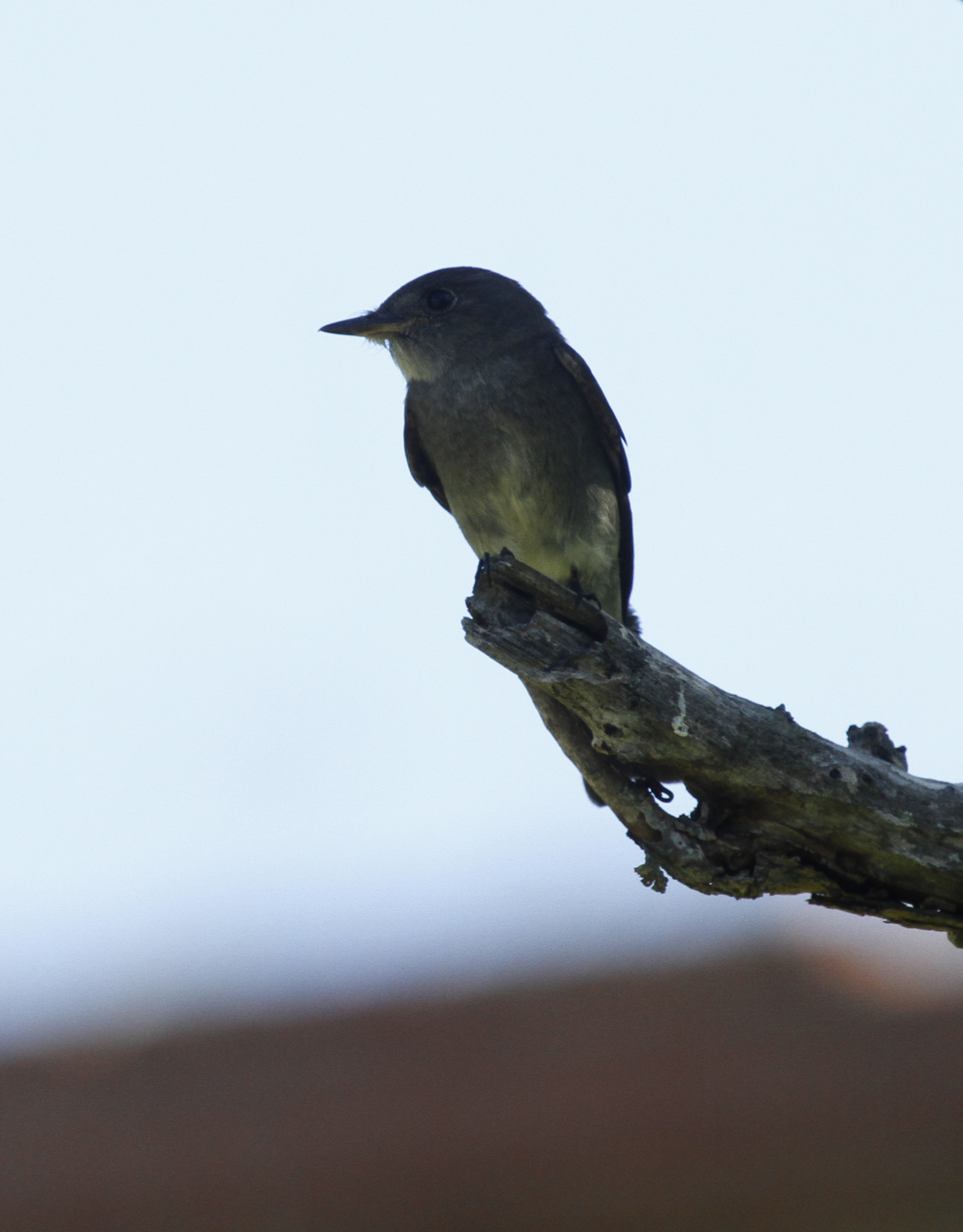 Genus<em> Contopus</em> in Monroe County, Florida (11/15/2017).
