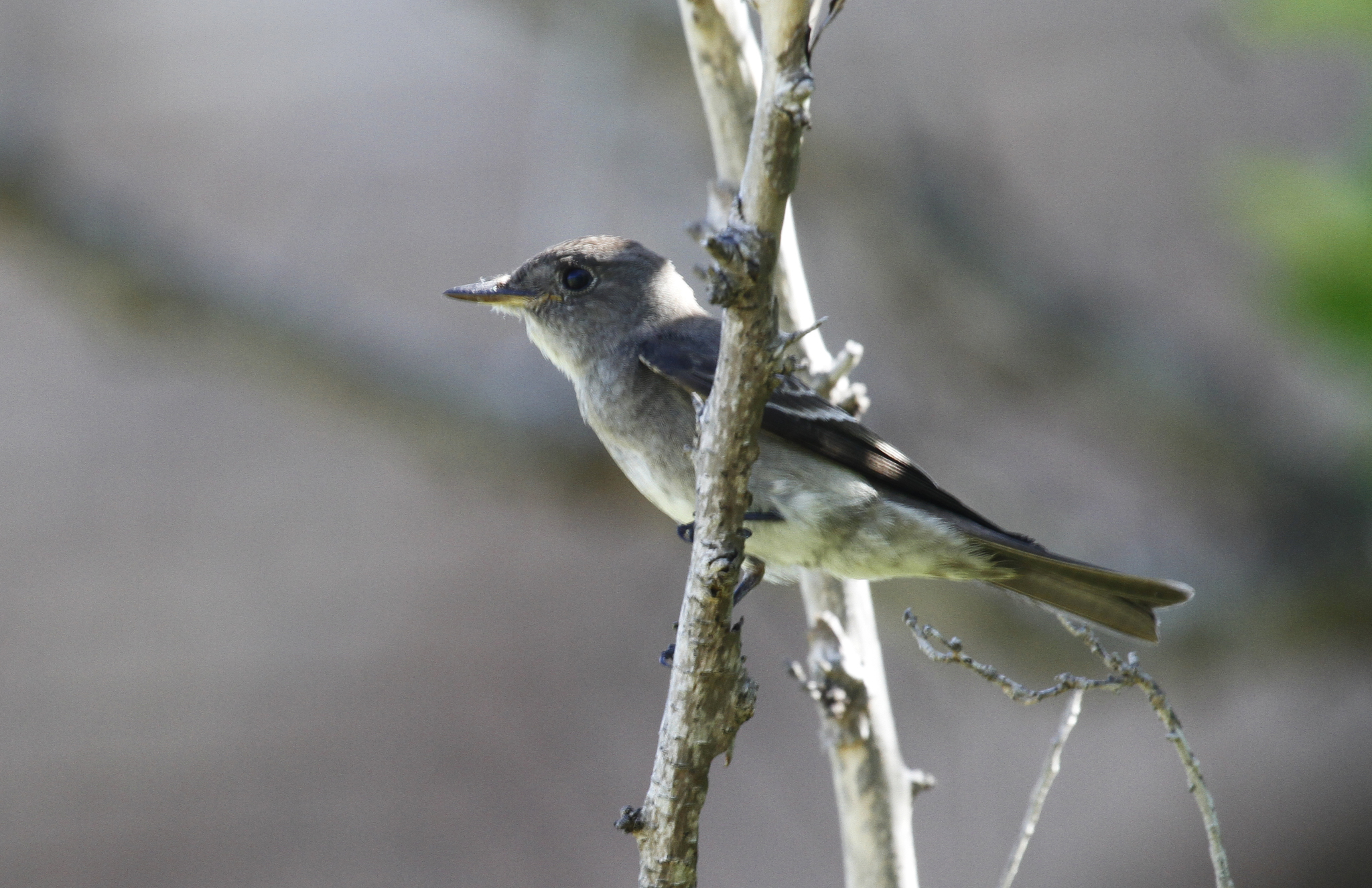Genus<em> Contopus</em> in Monroe County, Florida (11/15/2017).