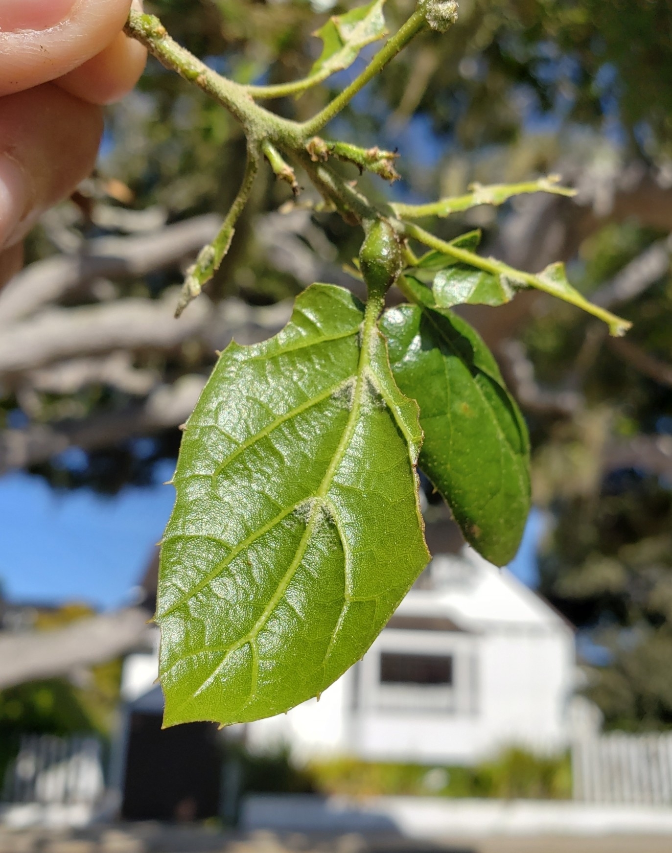 Live Oak Petiole Gall Wasp (Melikaiella flora)
